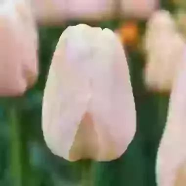 Apricot Pride